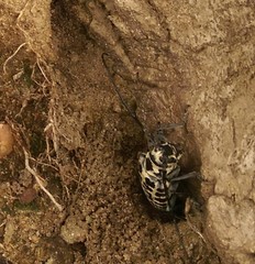 Plectrodera scalator