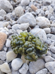 Codium adhaerens