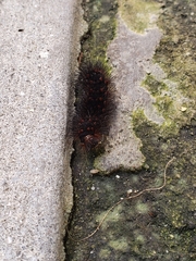 Lepidoptera