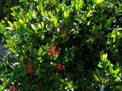 Ixora coccinea