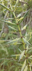 Elymus hystrix hystrix