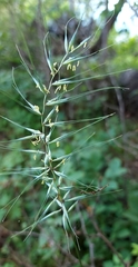 Elymus hystrix hystrix