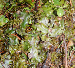 Conocephalaceae