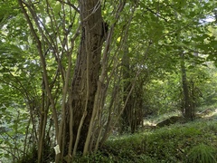 Tilia miqueliana