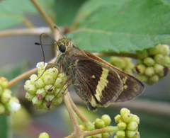Atalopedes mesogramma apa