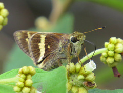 Atalopedes mesogramma apa