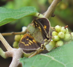 Atalopedes mesogramma apa