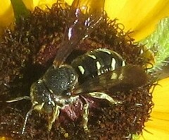 Dianthidium simile