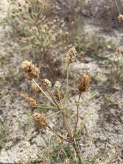 Plantago arenaria