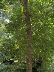 Celtis koraiensis