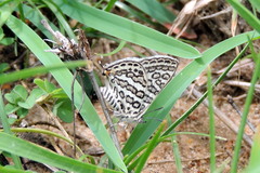 Aphnaeus lilacinus