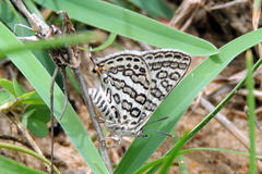 Aphnaeus lilacinus