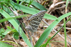 Aphnaeus lilacinus