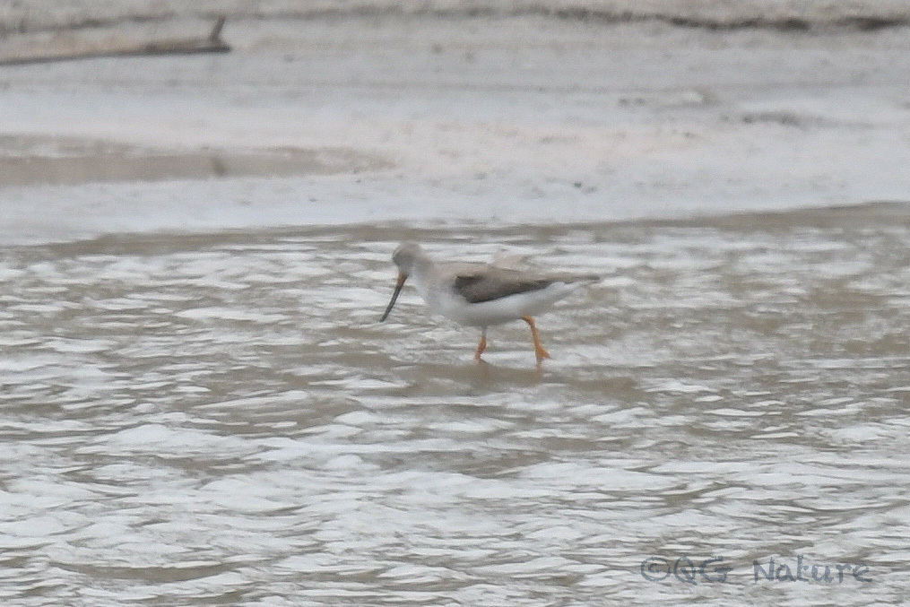 Terek Sandpiper