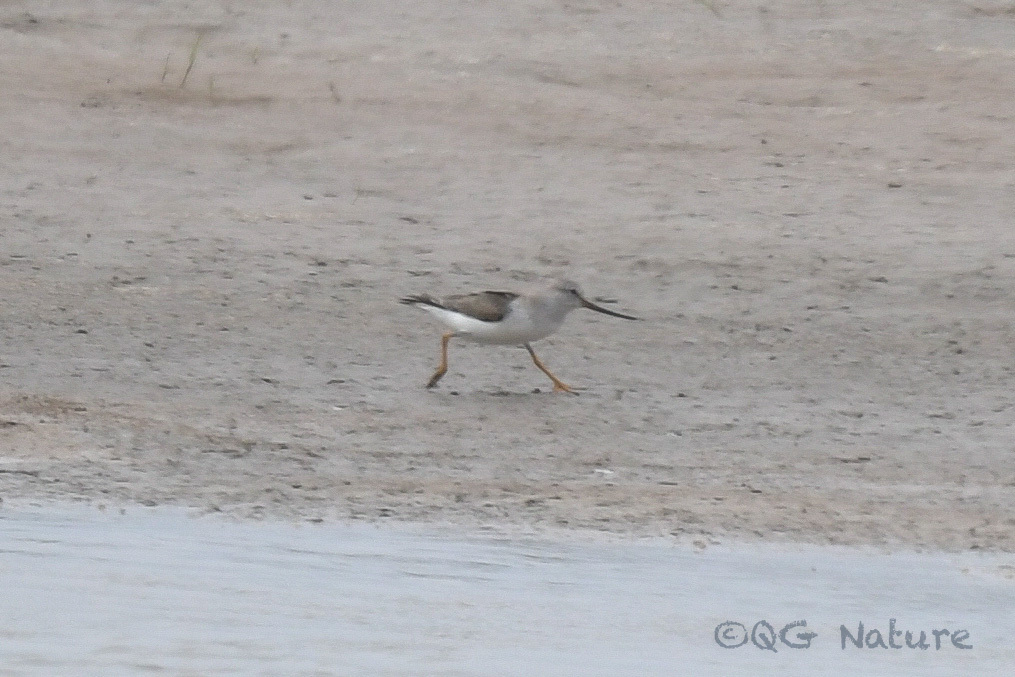 Terek Sandpiper