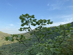 Firmiana simplex