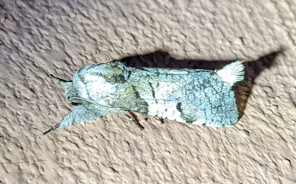 Psychonoctua personalis muricolora
