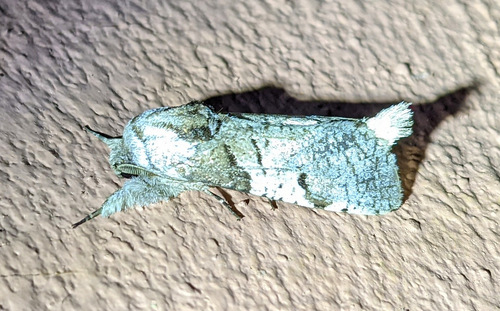 Psychonoctua personalis muricolora