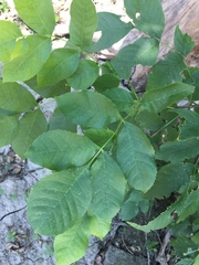 Fraxinus pennsylvanica
