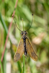 Libelloides ictericus