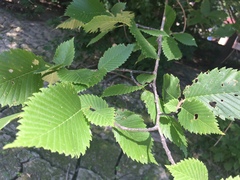 Ulmus americana