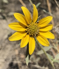 Helianthus exilis