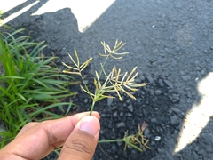 Cyperus rotundus