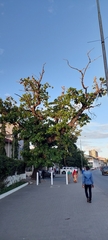 Terminalia catappa