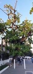 Terminalia catappa