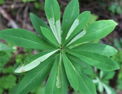 Liriomyza approximata