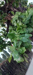 Terminalia catappa