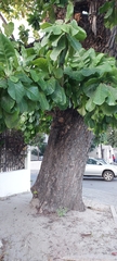 Terminalia catappa