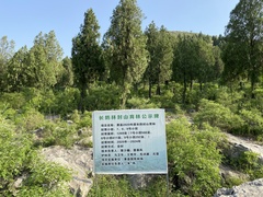 Platycladus orientalis