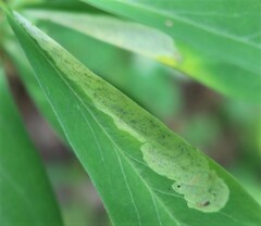 Liriomyza approximata