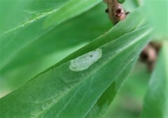 Liriomyza approximata