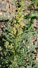Ambrosia tomentosa