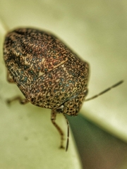 Hyperoncus cyaneosparsus