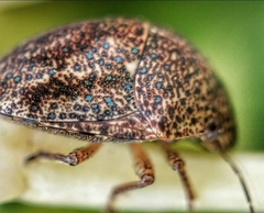 Hyperoncus cyaneosparsus