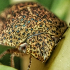 Hyperoncus cyaneosparsus