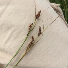 Carex depauperata