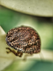 Hyperoncus cyaneosparsus