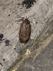 Eupolyphaga sinensis