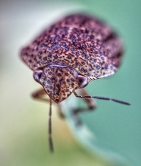 Hyperoncus cyaneosparsus