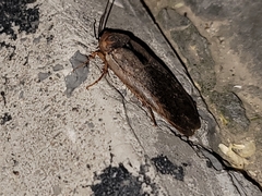 Eupolyphaga sinensis