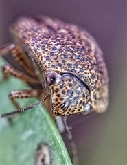 Hyperoncus cyaneosparsus