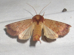 Sideridis rosea