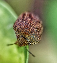 Hyperoncus cyaneosparsus