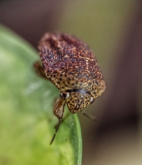 Hyperoncus cyaneosparsus