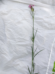 Dianthus membranaceus