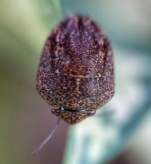 Hyperoncus cyaneosparsus